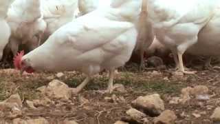 Meet happy egg co. farmer - Tim