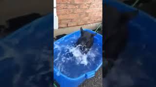 so cute  dog  play with water #youtubeshorts #shortvideo #viral
