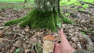 Білий гриб сітчастий, боровик сітчастий(Boletus reticulatus)