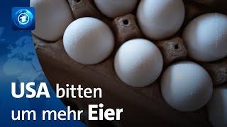 Mangel nach Vogelgrippe: USA bitten Deutschland um mehr Eier