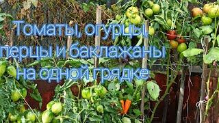 Томаты, огурцы, перцы и баклажаны на одной грядке. Сезон 2022 года. Санкт-Петербург.