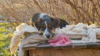 Dog’s Owner Fleeing Ukraine Under Attack and Leave His Dog on the Street