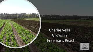 Charlie Vella Red Purple Kale Freemans Reach