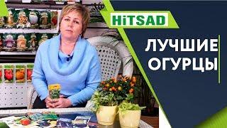 F1 Семена огурцов  Огурец - лучшие сорта  Сад и огород с Хитсад тв