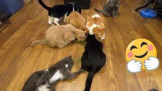 8 Cats + Big Pile of Catnip =