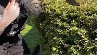 Quarantine got ( The Barber) cutting bushes 