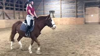 Kuruka Equestrian Frankie - For Sale