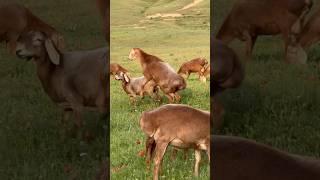 Баярский работает #shorts #arashan #gissar #sheep #fermer