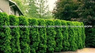 FixGarden: туя Брабант - виды посадок