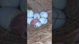 Zebra finche hatching eggs #birds #exoticfinches #lovebirds #zebrafinch #parrot #finchlovers #obbb