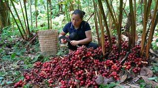 VIDEO FULL: 120 Days Make Garden - Harvesting Cardamom, Field Carp, Lemons, Coconut - Bamboo House