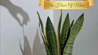 1 Hour Of Relaxing Classical Music With Succulents