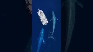 Mom and baby blue whales came over to our boat!