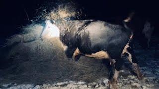 Crazy Cows Attack Round Bale!