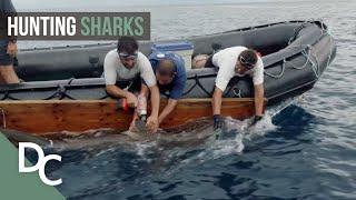 Illegally Hunting Sharking | 1000 Days For The Planet | Documentary Central