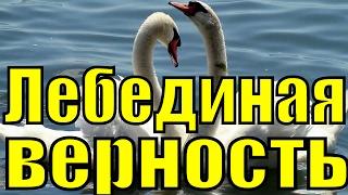 Песня Лебединая верность Рок Острова Захаров Два белых лебедя