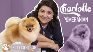 Kitty Talks Dogs: grooming Charlotte the Pomeranian | TRANSGROOM