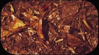 Cain Kerner - I Never Should Have Let You In  (Official Music Video)