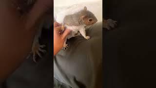 Adorable Squirrel Loves Being Petted #shorts