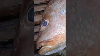 #yummyfood #fishing