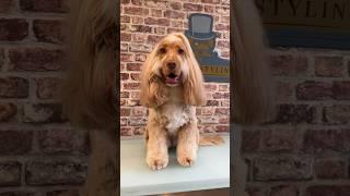 Doggy Daily Episode 310: Luna the Show Cocker Spaniel  #showcockerspaniel #spaniel