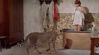 Cheetah in the Bathroom Scene | HATARI! ('62) 