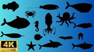 Guess the shadow of the Sea animals quiz| shadow game| learning video for kids |Family FunTime!