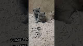 Котята такие крошки невозможно не влюбиться. #cat #котики#kitten
