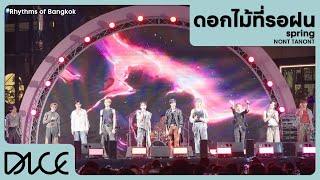 DICE 'ดอกไม้ที่รอฝน (spring)' (RHYTHMS OF BANGKOK)