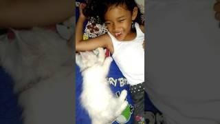 Kucing lucu bisa gelitikin