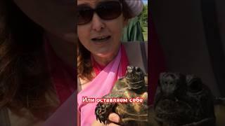 Поймали черепаху - Отпустить? Shorts #эфироваtravel #поймали  #поймал_отпусти