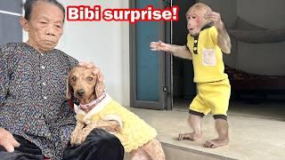 Bibi is surprised to see the dog leave home to play at the neighbor's house!