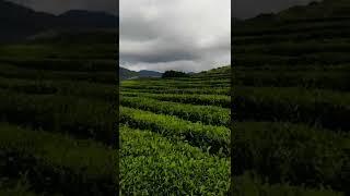 Russia, Sochi, Matsestinskaya tea plantation | #1