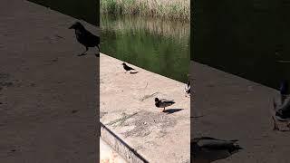 cautious Crow at the weir,  Sankey canal