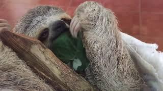 Sloths in Costa Rica- Cox and Kings