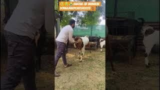 ATIK BOSS GOAT FORM 