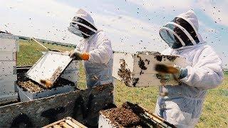 Two Newbies Move 100,000 ANGRY BEES!