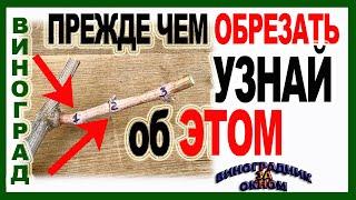  Не приступай к обрезке пока не узнаешь об этих почках на винограде. Как подсчитать угловые глазки.