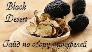 Black Desert. Трюфели. Гайд по сбору. / Truffle. A guide to collecting.