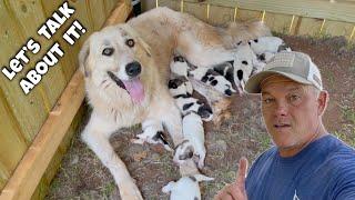 How To Raise LGD Puppies | Puppy Update | LGD Puppies | Livestock Guardian Dog