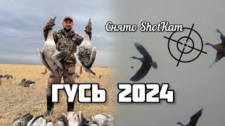 Охота на гуся . Сезон 2024 ! Снято ShotKam!