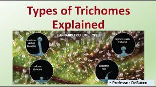 Types of Trichomes Explained