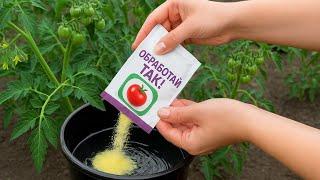 Пока соседи сажают томаты, мои УЖЕ ПЛОДОНОСЯТ! Первая обработка и уход.