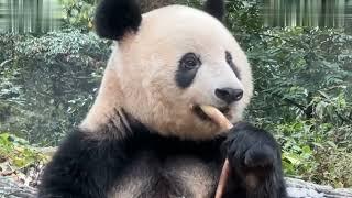 #panda #xiangxiang is a Japanese expert - she can understand Japanese