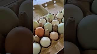 We love our chickies! #healingmoonfarm #healingmoon