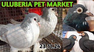 Uluberia Pet Market, Pigeon price update, Fancy Pigeon #pigeon #pet #bird #trending