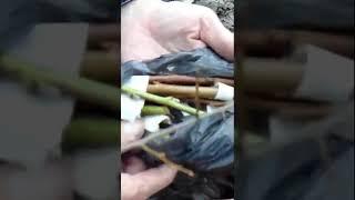 В. Железов.  Прививка персика - ближний план.  (Отрывок)