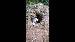 I'm not afraid of you puppy Chinese pastoral dog. Cute pet debut plan