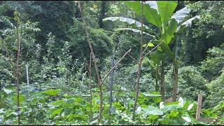 organic gardening growing natural food