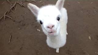  Cute and Adorable  Baby Alpacas 